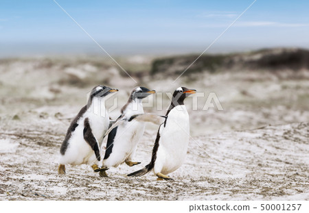 Gentoo penguin chicks chasing after the parent 50001257