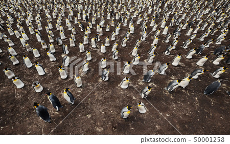 Colony of King penguins from above Colony of King penguins from above 50001258