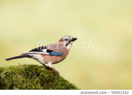 Eurasian Jay perched on a mossy tree trunk Eurasian Jay perched on a mossy tree trunk 50001262