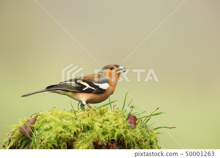 Common Chaffinch perched on a mossy tree trunk 50001263