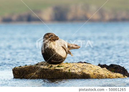 Close up of Common Seal lying on a rock Close up of Common Seal lying on a rock 50001265