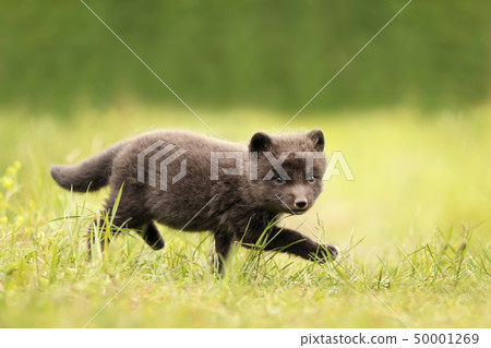Close up of Arctic fox cub running on the grass Close up of Arctic fox cub running on the grass 50001269