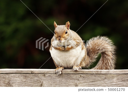 Eastern Grey squirrel sitting on a wooden fence Eastern Grey squirrel sitting on a wooden fence 50001270
