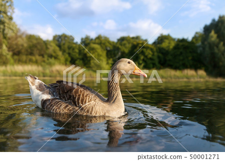 Greylag goose in the pond on a a sunny summer day 50001271