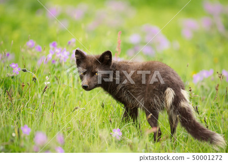 Arctic fox in the meadow in summer Arctic fox in the meadow in summer 50001272