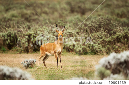 Close up of a Bohor Reedbuck in grassland 50001289