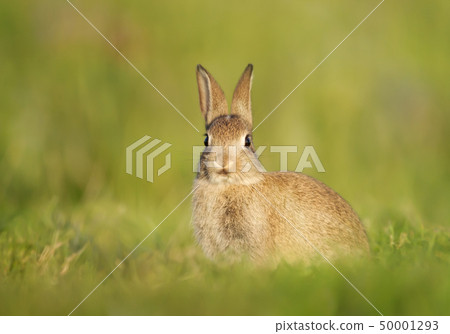 Close up of European Rabbit sitting in the grass Close up of European Rabbit sitting in the grass 50001293