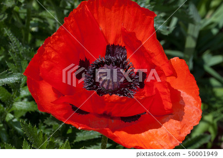 Beautiful red poppy is growing in a spring garden. Beautiful red poppy is growing in a spring garden. 50001949
