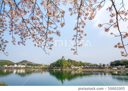 Aichi Prefecture Inuyama Castle Cherry blossoms Aichi Prefecture Inuyama Castle Cherry blossoms 50002005