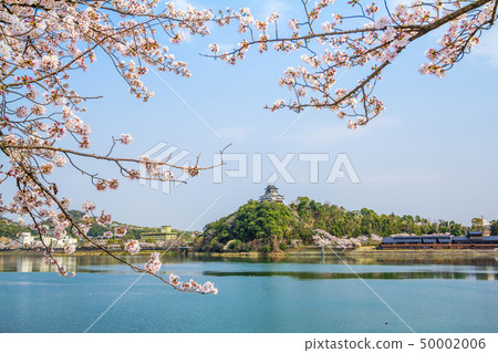 愛知縣犬山城櫻花 50002006