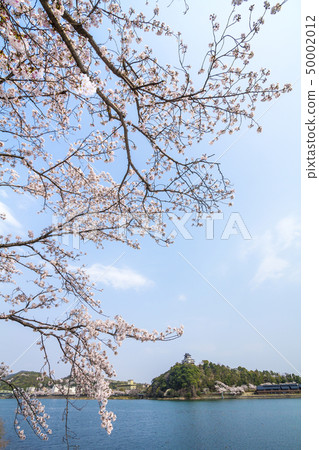 Aichi Prefecture Inuyama Castle Cherry blossoms 50002012