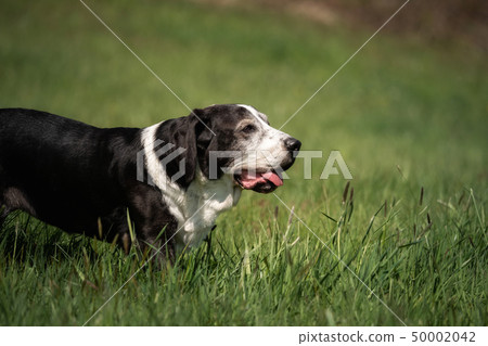 A black and white basset dog outside A black and white basset dog outside 50002042
