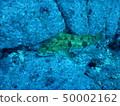 Greenling 50002162