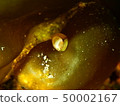 白魚炒 50002167