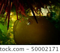 白魚炒 50002171