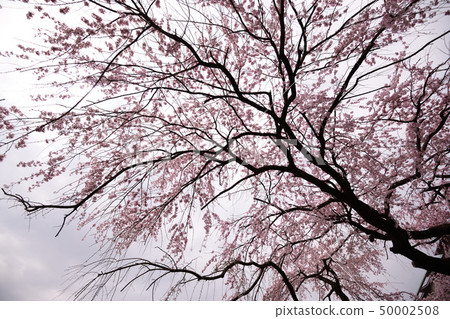 Sakura 2019 of Arisugawa Palace old house 50002508