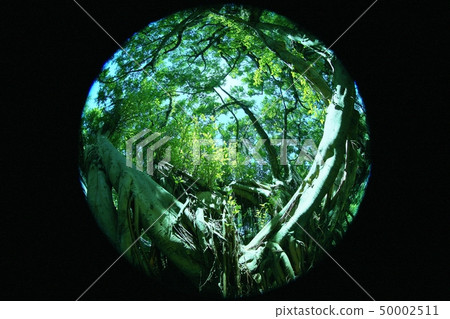 Tropical trees Tropical trees 50002511