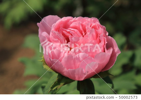Miyama City Button Garden 50002573