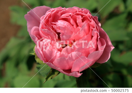 Miyama City Button Garden 50002575