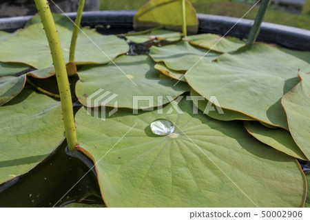 Lotus leaf 50002906