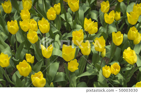 Yellow Tulips Yellow Tulips 50003030