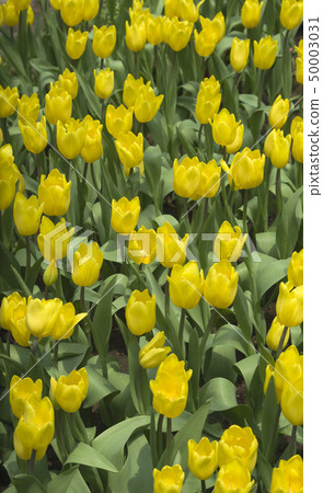 Yellow Tulips Yellow Tulips 50003031