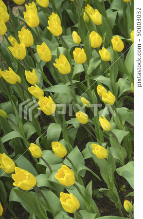 Yellow Tulips Yellow Tulips 50003032