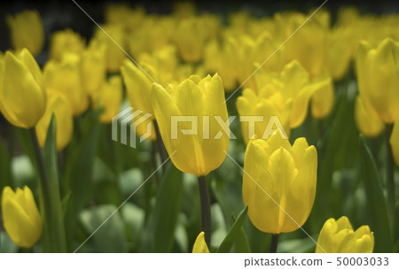 Yellow Tulips Yellow Tulips 50003033