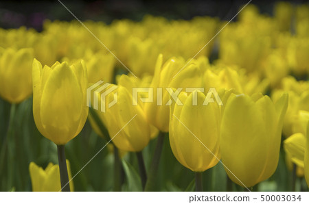 Yellow Tulips Yellow Tulips 50003034