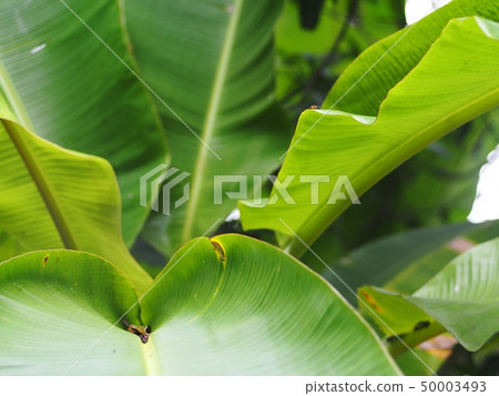 natural green real tropical banana leaf texture  50003493