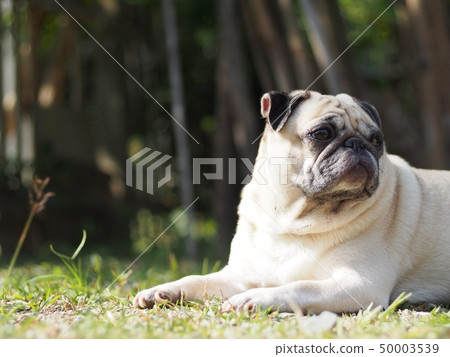 lovely funny white cute fat pug dog portraits view lovely funny white cute fat pug dog portraits view 50003539