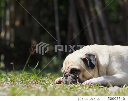 lovely funny white cute fat pug dog portraits view 50003540