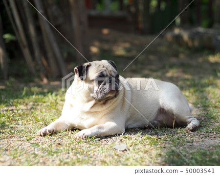 lovely funny white cute fat pug dog portraits view lovely funny white cute fat pug dog portraits view 50003541