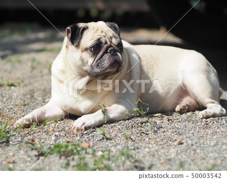 lovely funny white cute fat pug dog portraits view lovely funny white cute fat pug dog portraits view 50003542
