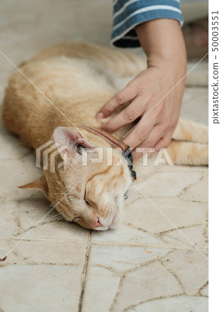 Scratch the cat's chin and lightly rubbed. 50003551