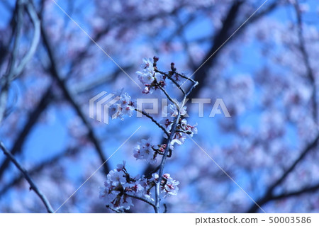 Japanese cherry tree 50003586
