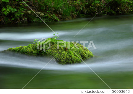 Mountain stream in early summer Early summer in river stream Mountain stream in early summer Early summer in river stream 50003643
