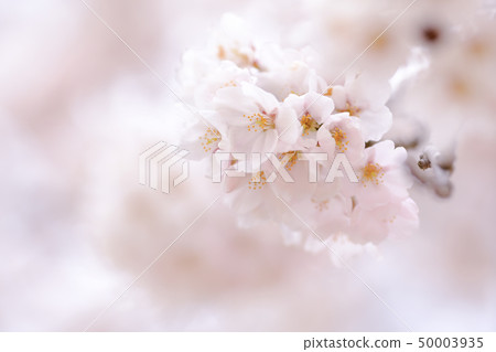 Cherry Blossoms	 50003935
