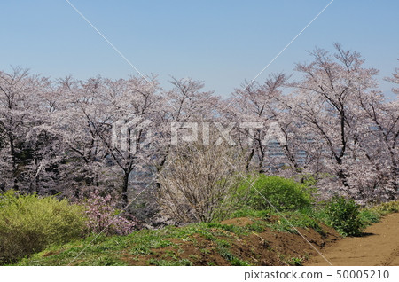 在山的Tounji寺的櫻花。 在山的Tounji寺的櫻花。 50005210