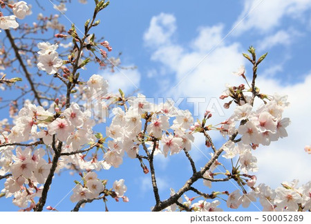 Cherry Blossoms	 50005289