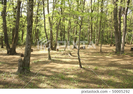 Sagamihara-shi Sagamihara Central Green Space Remaining in Nishionuma, Sagamihara City, a natural park of woodland forest Sagamihara-shi Sagamihara Central Green Space Remaining in Nishionuma, Sagamihara City, a natural park of woodland forest 50005292