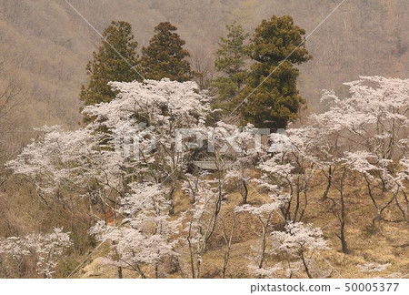 Cherry blossoms in full bloom to announce the arrival of spring in Yamasaki, Hanasaki, Otsuki City, Yamanashi Prefecture Cherry blossoms in full bloom to announce the arrival of spring in Yamasaki, Hanasaki, Otsuki City, Yamanashi Prefecture 50005377