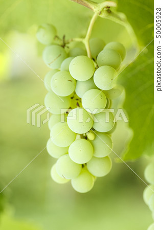 bunch of green grapes growing 50005928