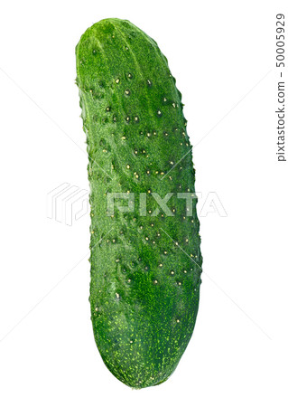 fresh cucumber on white background fresh cucumber on white background 50005929