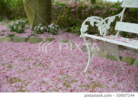 Cherry, carpet, petals, pink, pansy, beautiful, bench Cherry, carpet, petals, pink, pansy, beautiful, bench 50007144