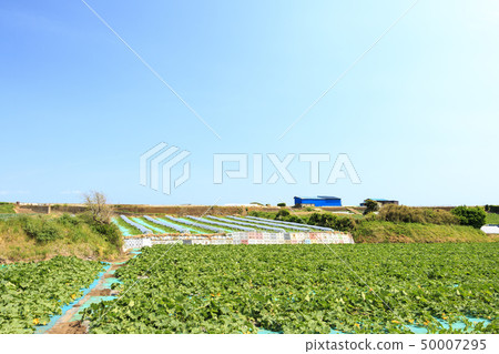 Field (spring) 50007295