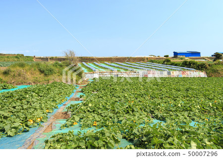 Field (spring) 50007296