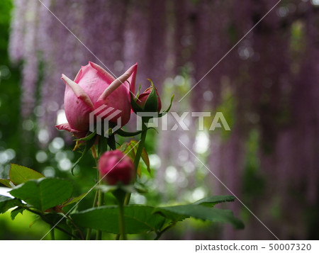 Shimanami Kaido, Omijima, Miyaura, Fujitana, Rose, Fuji Park 50007320