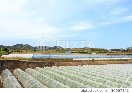 Field (spring) Field (spring) 50007342