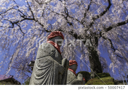 Shokenji weeping cherry blossoms in Nishi Shirakawa-gun, Fukushima Prefecture 50007417
